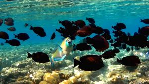 Коричневый хирург, Парусная зебрасома Дежардена стая