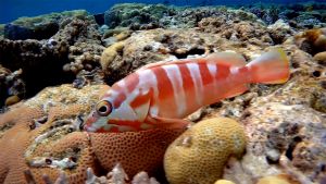 Краснополосый групер, Полосатый групер