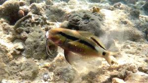 Длинноусая зубатая барабуля