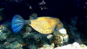 Желтый кузовк, Кузовок-кубик