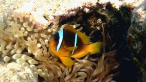 Двухполосый амфиприон (Немо)