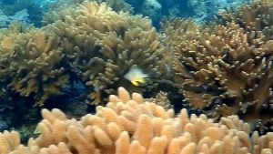 Индийская рыба-ласточка молодь