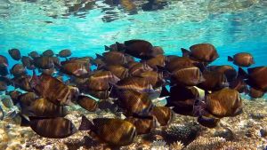 Парусная зебрасома Дежардена стая