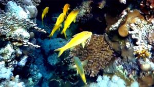 Золотистая зубатая барабуля, Барабуля золотая