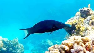 Лазоревый клюворыл