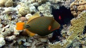 Оранжевополосый спинорог