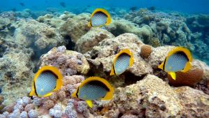 Черноспинная рыба-бабочка