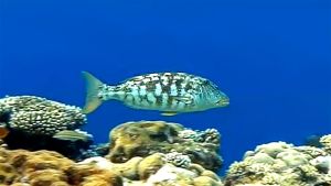 Желтогубый летрин разная раскраска