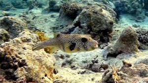 Белопятнистый аротрон