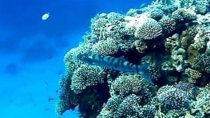 Большая барракуда разная раскраска