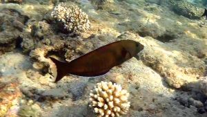 Кольчатый стройный губан самка