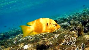 Большеротый Губан самка