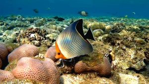 Оранжеволицая рыба-бабочка