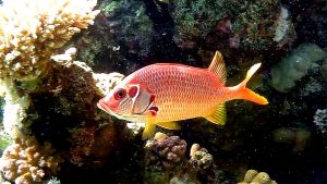 Вооруженная рыба-белка