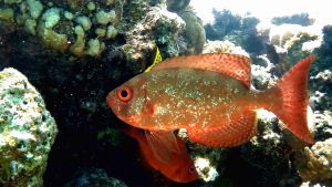 Бычеглаз-хамрур