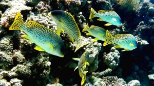 Чернопятнистый сладкогуб стая