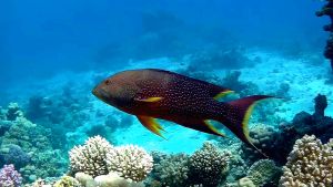 Вариола радужная, Желтокаемчатый лирохвост