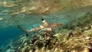 Blacktip reef shark (Carcharhinus melanopterus)