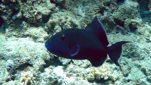 Голубой псевдобалист, Спинорог синеполосый