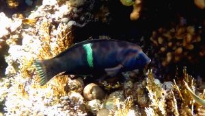 Корис клоун, Горбатый губан самец