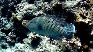 Рыба-Наполеон