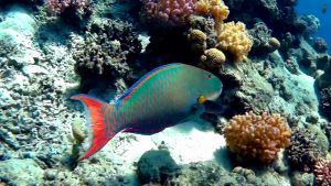 Двухцветная рыба-попугай самец