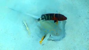 Bluespotted stingray (Taeniura lymma) and others