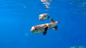 Spot-fin porcupinefish (Diodon hystrix), dance