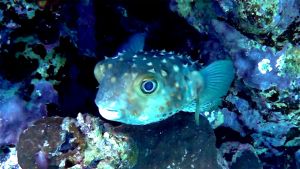 Yellowspotted Burrfish, Spotbase burrfish (Cyclichthys spilostylus)