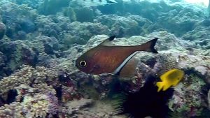 Vanikoro sweeper (Pempheris vanicolensis)