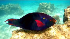 Dusky parrotfish, Swarthy parrotfish male (Scarus niger)
