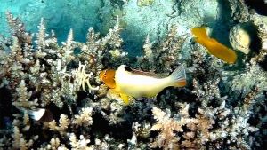 Bicolour parrotfish juvenile (Cetoscarus bicolor)