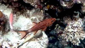 Large toothed cardinalfish (Cheilodipterus macrodon)