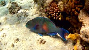 Purple-brown Parrotfish (Scarus fuscopurpureus) male female