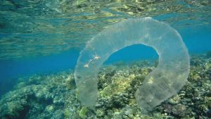 Пиросома колония микроорганизмов