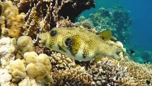 Белопятнистый аротрон