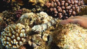 Изящный ящероголов