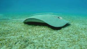 Кольчатый хвостокол и Голубопятнистая рыба-флейта