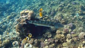 Большая барракуда