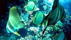 Платакс (Platax orbicularis)