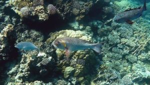 Короткорылый пентапод