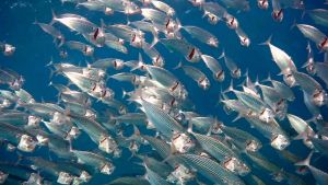 Индийская скумбрия