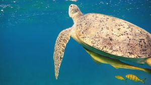 Зеленая черепаха