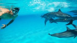 Сатайя Риф (Дом Дельфинов)