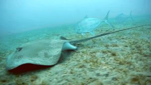 Оранжевопятнистая кавалла и Кольчатый хвостокол