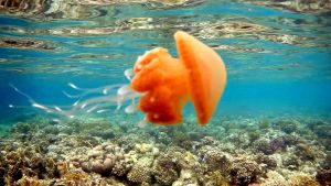 Волосистая цианея