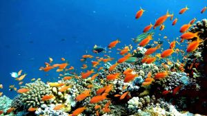 Сказочный псевдантиас