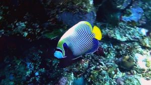 Императорская рыба-ангел