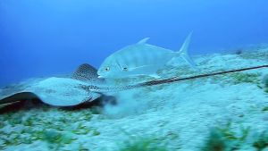 Оранжевопятнистая кавалла и Кольчатый хвостокол