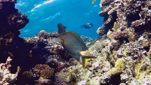 Сиган звездчатый